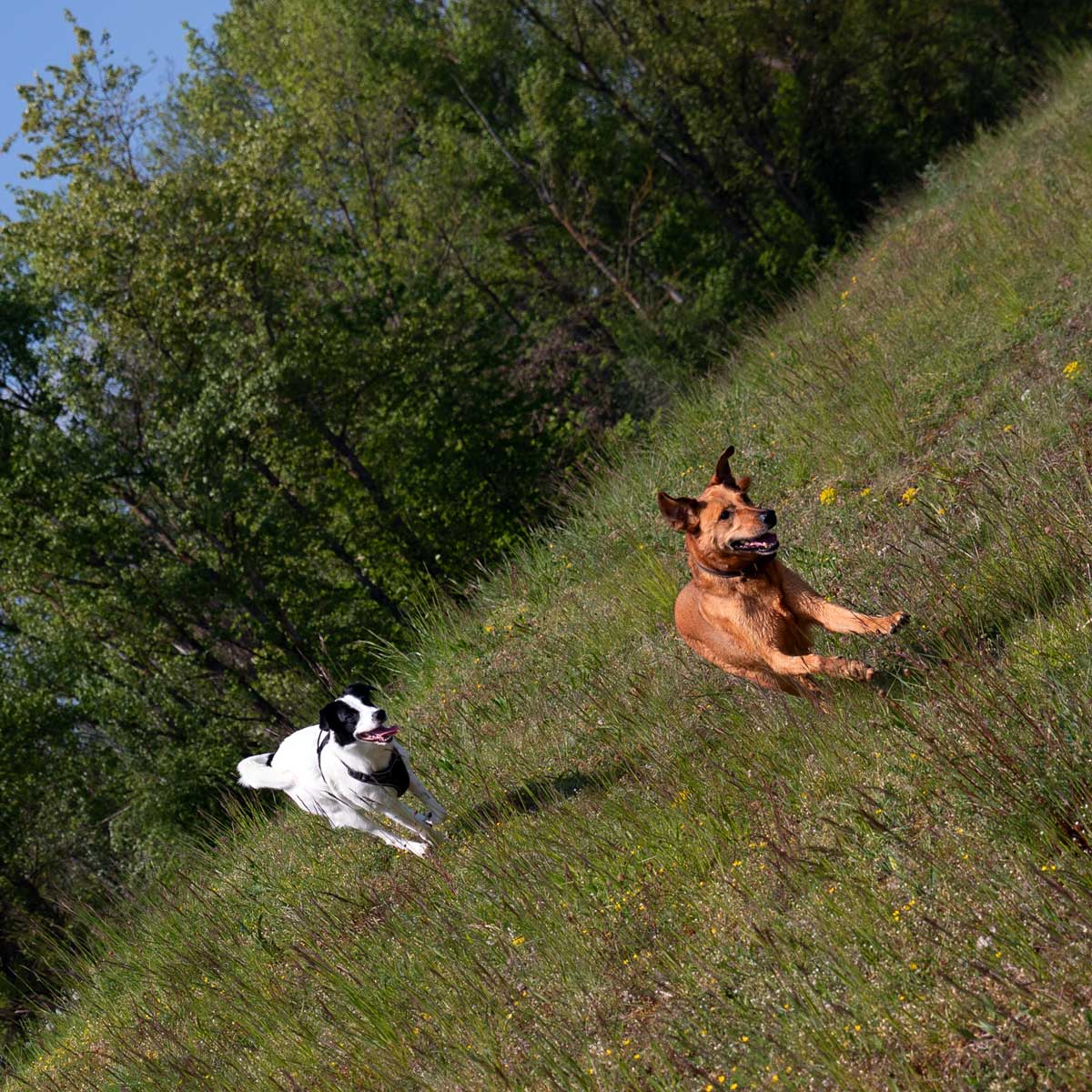Hundebetreuung im Jahresabo - Zusammen unterwegs - Paola Luminati - Basel und Baselland
